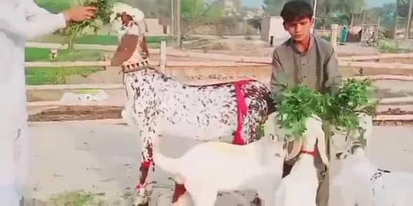 teen bacchon wali desi bakri for sale call on 03184661884