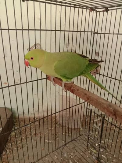 lovebird breeder female Exchange possible with male