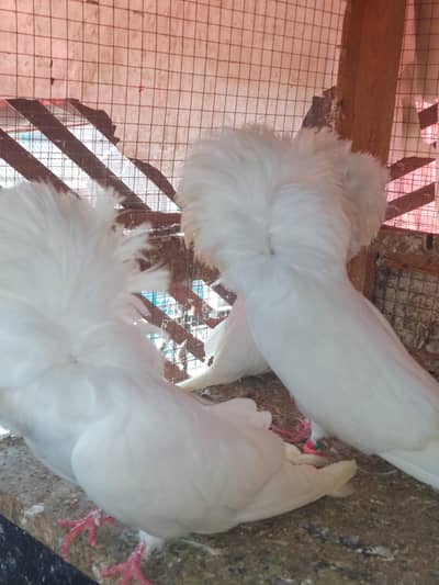 Naqab posh breeder pair for sale