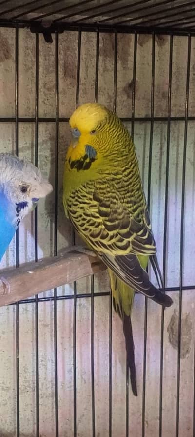 Under exibition male for sale