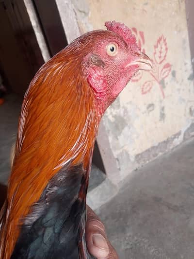 aseel barmi sindhi  beautiful nasal