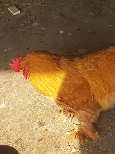 Golden buff pair healthy and active