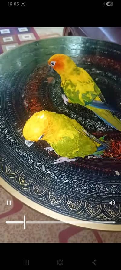 Red Factor Sun Conure