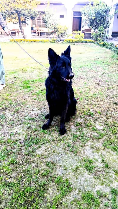 German shepherd | GSD | black German | female | Long coated gsd
