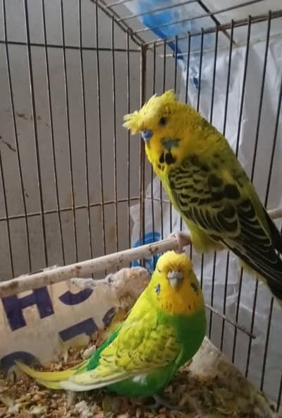 Hogo & Exhibition(under) Home Birds