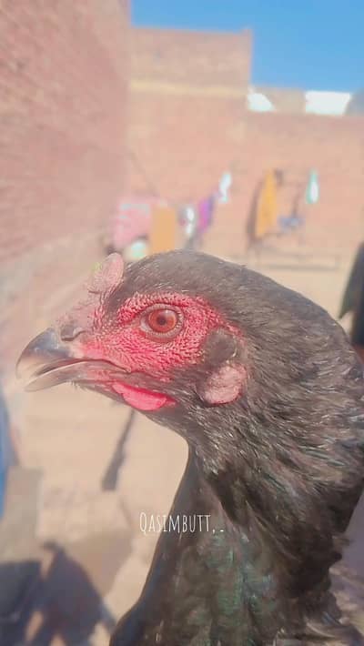 Thai dragon cross breed female fully black colour for sale