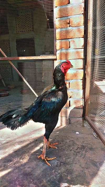 High Quality aseel Pakoya