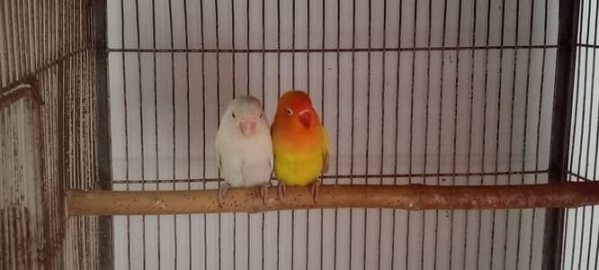 Lovebird  pairs available
