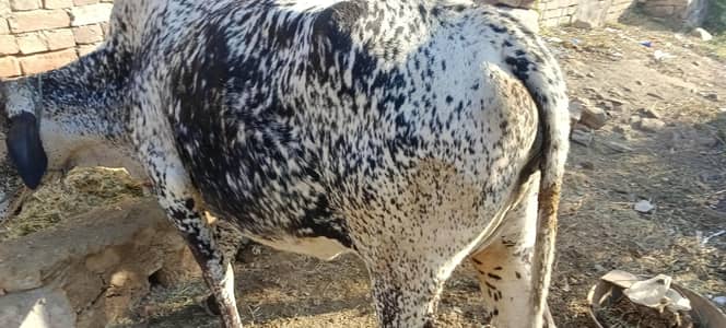 cow  for sale fresh sooa