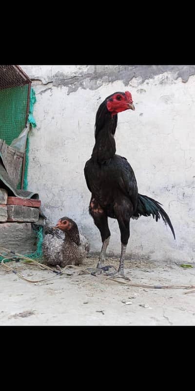 pure thai pakoya patha high quality serious person msg