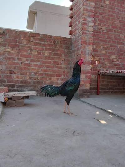 Thai Aseel Pure Home Bread