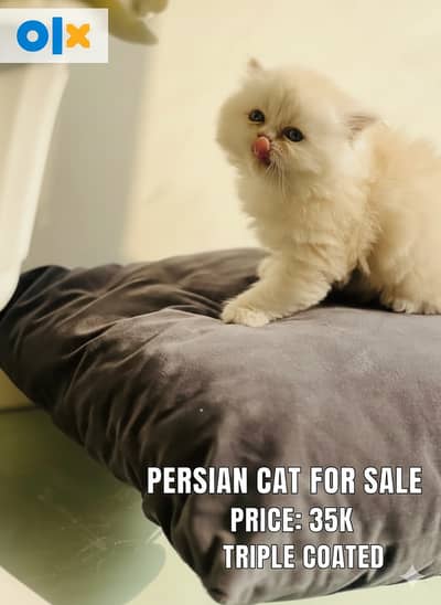 #persian male # Persian white cat # Persian cat baby