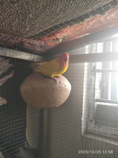 lotino fisher healthy breed WhatsApp (03315334172)