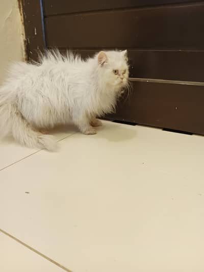 breeder Persian female