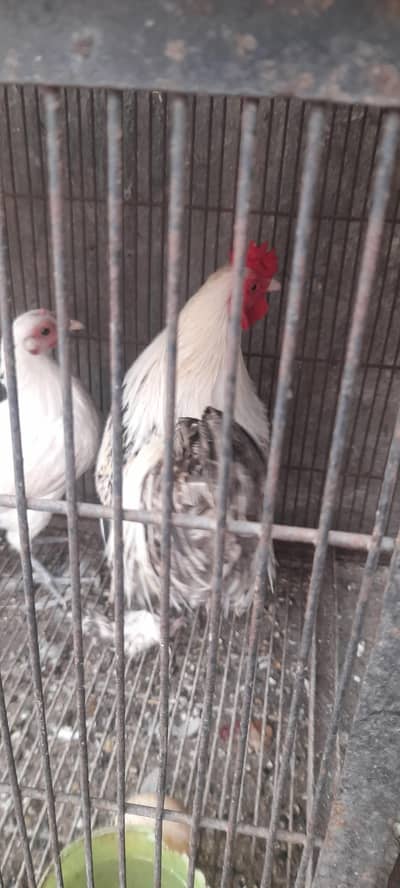 Fancy hens Trio0.3. 2.1. 6.5. 9.2. 9.93