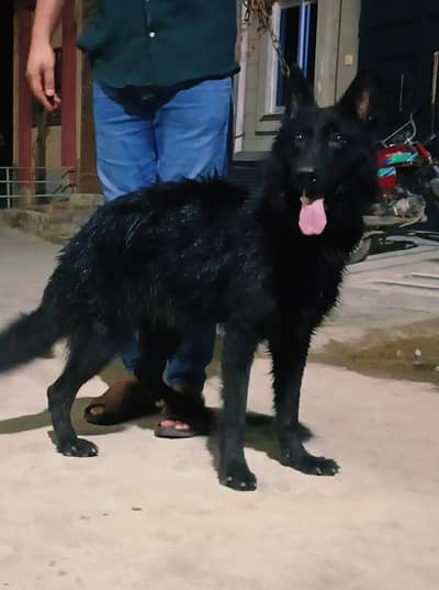 german shepherd female long coat