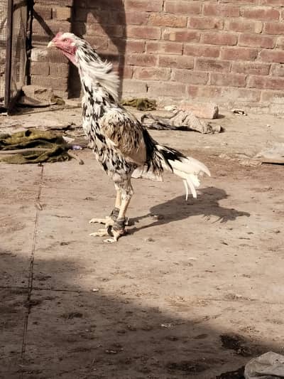 Aseel shamo cross pair