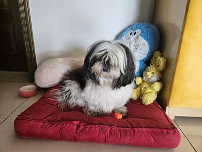 schitzu pair home trained