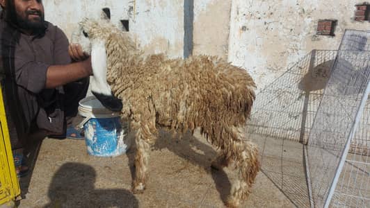 Bakra, Bakri, Mundra, Mundari, kajla , Kajli All setup for Sale
