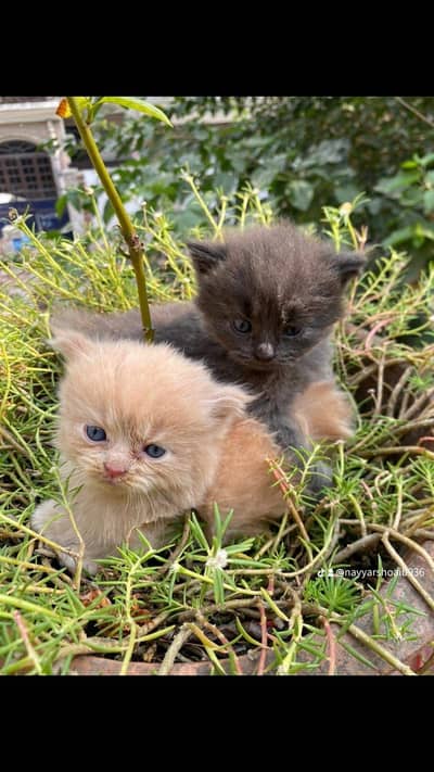 Persian kittens