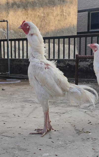 Heera aseel breeder pair exchange possible