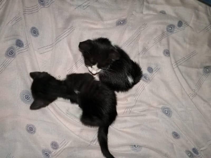kittens 1