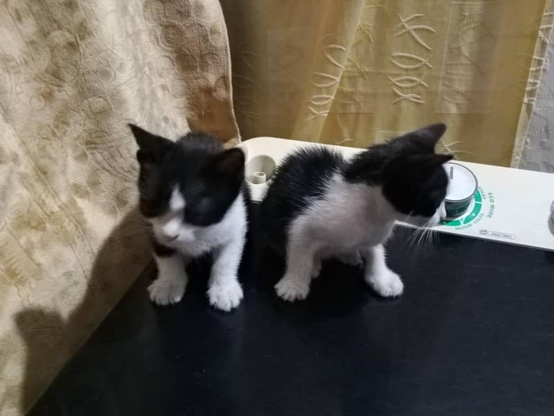 kittens 13