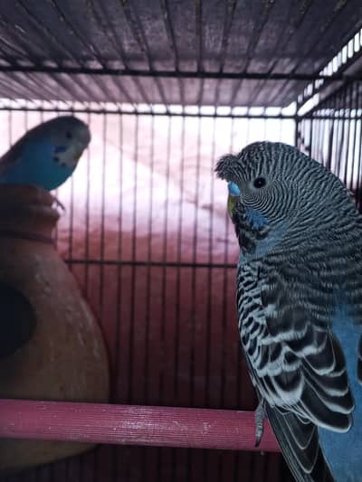 black face Budgie breeder pair Hain