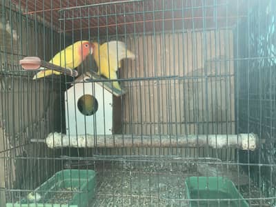 Love birds 2 pair and 1 single
