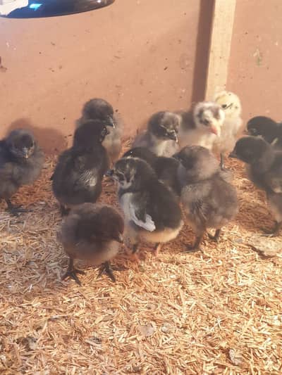 Blue Dragon / Shamo chicks