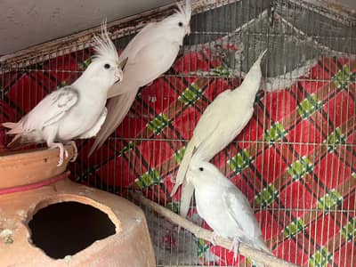 ENO X FELLOW VPIED COCKATIEL PAIRS FOR SALE