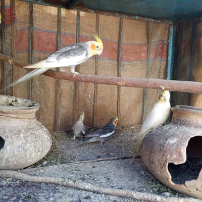 cocktail parrots  3 pairs 6 parrots