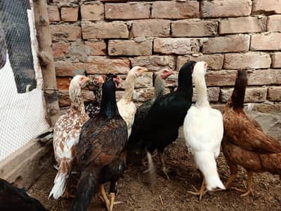 11 گیارہ عدد اصیل مادیاں مناسب قیمت پر براۓ فروخت ہیں