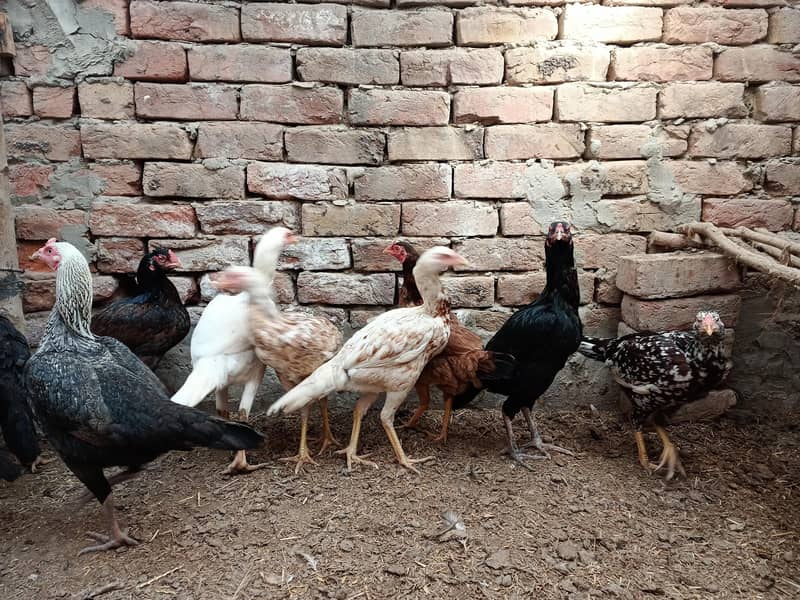 11 گیارہ عدد اصیل مادیاں مناسب قیمت پر براۓ فروخت ہیں 2