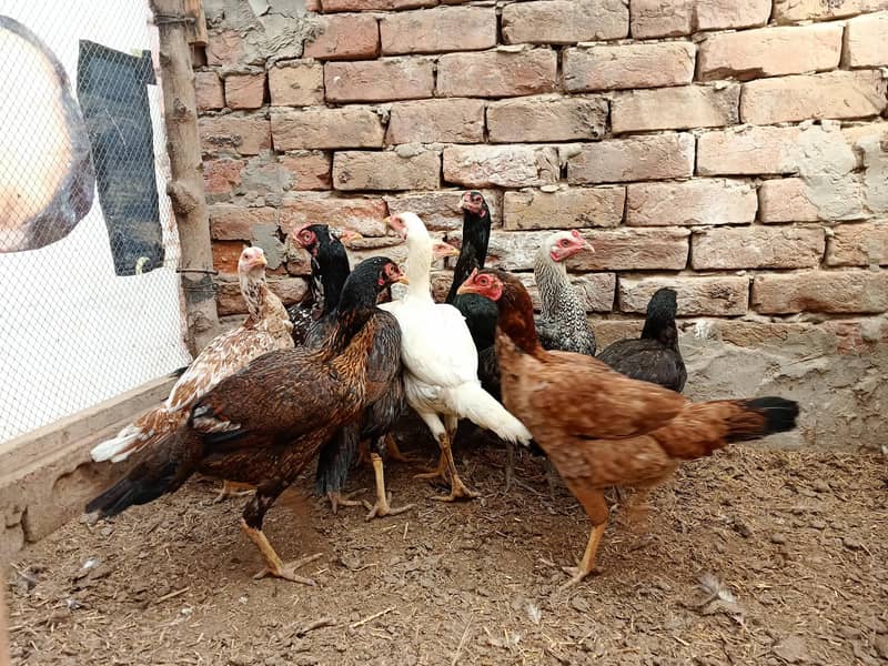 11 گیارہ عدد اصیل مادیاں مناسب قیمت پر براۓ فروخت ہیں 3