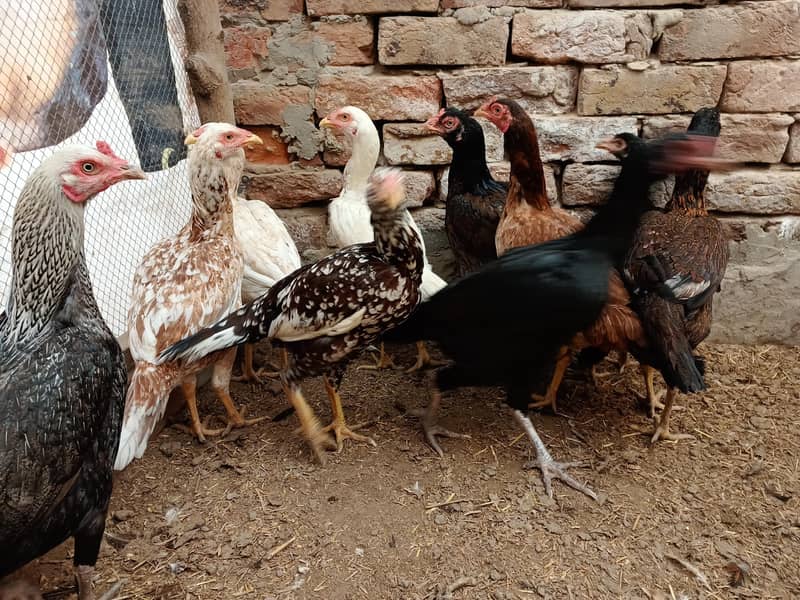 11 گیارہ عدد اصیل مادیاں مناسب قیمت پر براۓ فروخت ہیں 4