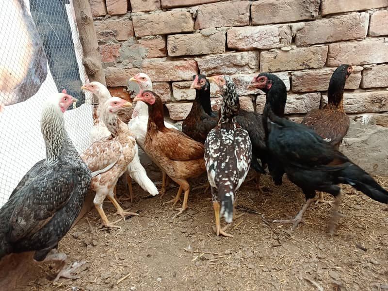 11 گیارہ عدد اصیل مادیاں مناسب قیمت پر براۓ فروخت ہیں 5