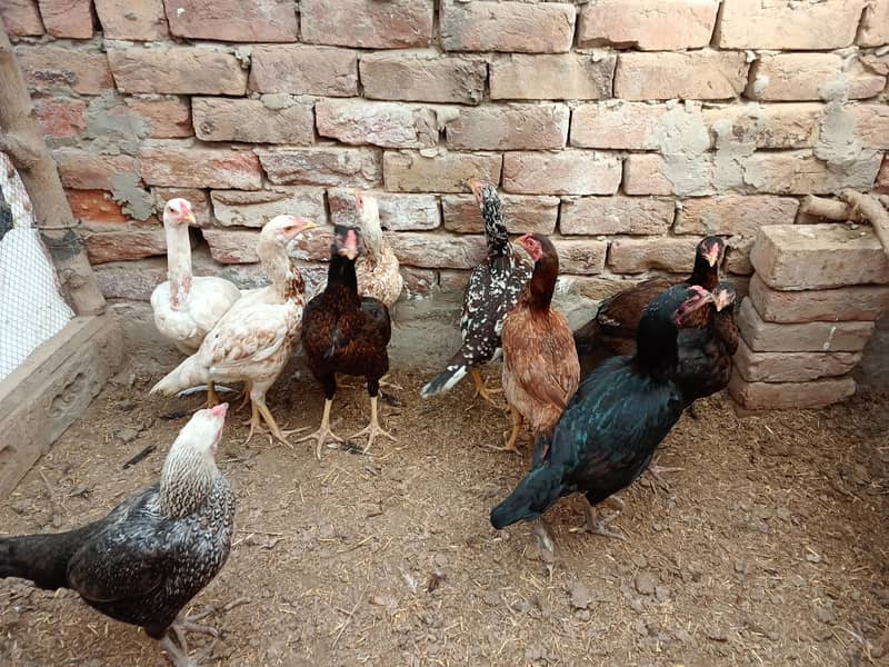 11 گیارہ عدد اصیل مادیاں مناسب قیمت پر براۓ فروخت ہیں 6