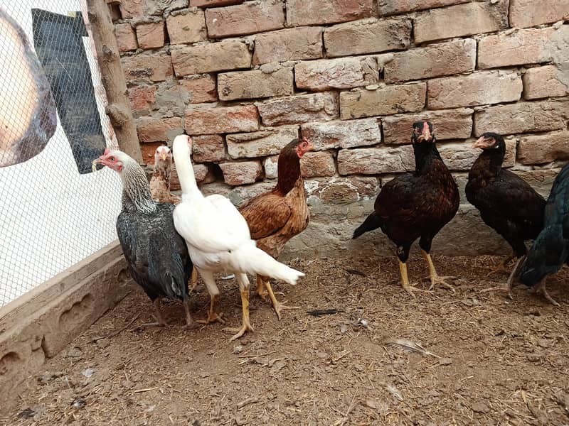 11 گیارہ عدد اصیل مادیاں مناسب قیمت پر براۓ فروخت ہیں 7