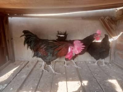 aseel cross Austarlop 4 femail 2 mail