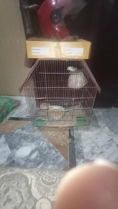 one female parrot for sale