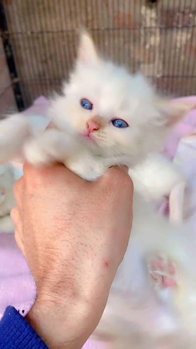 Persian kitten available