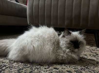 Himalayan cat frmale