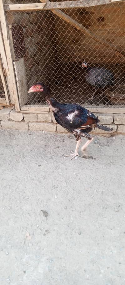 Aseel pathy top quality