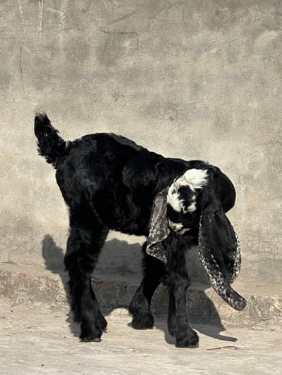 desi bakra | baby goat | desi kid | goat kid