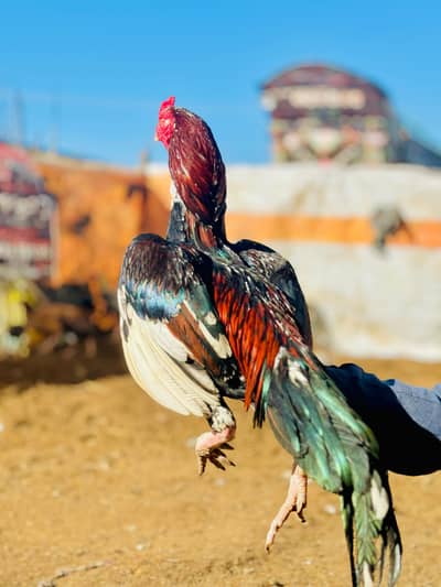 Quality Aseel lasani for sale only interested people can contact