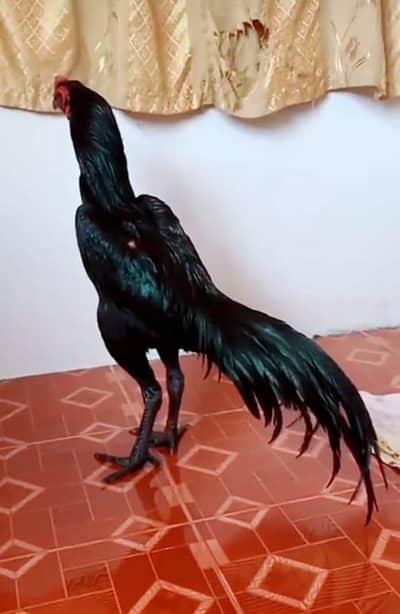 breed aseel heera my WhatsApp number 03410473472