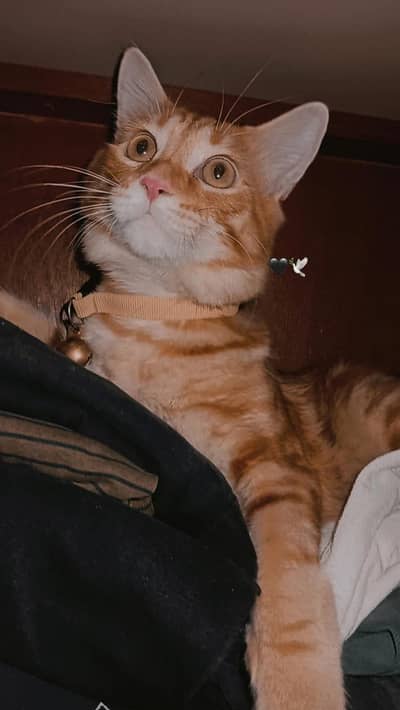 Cute, Friendly & Healthy Cat Available for a Loving Home 