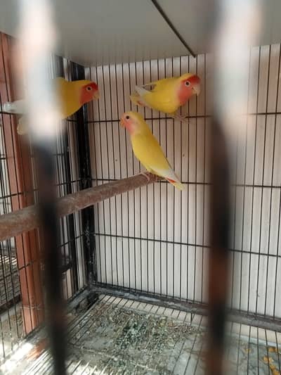 Lutino pair with self chicks