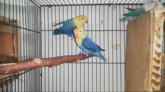 Tip Quality Lovebird Breeder Pair For Sale with eggs & box 03165389186